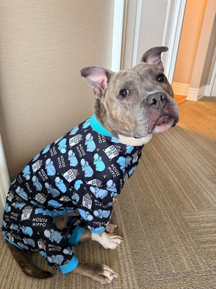 Enlarge Stormi, a Adoptable mixed breed in New York, NY image 1/6