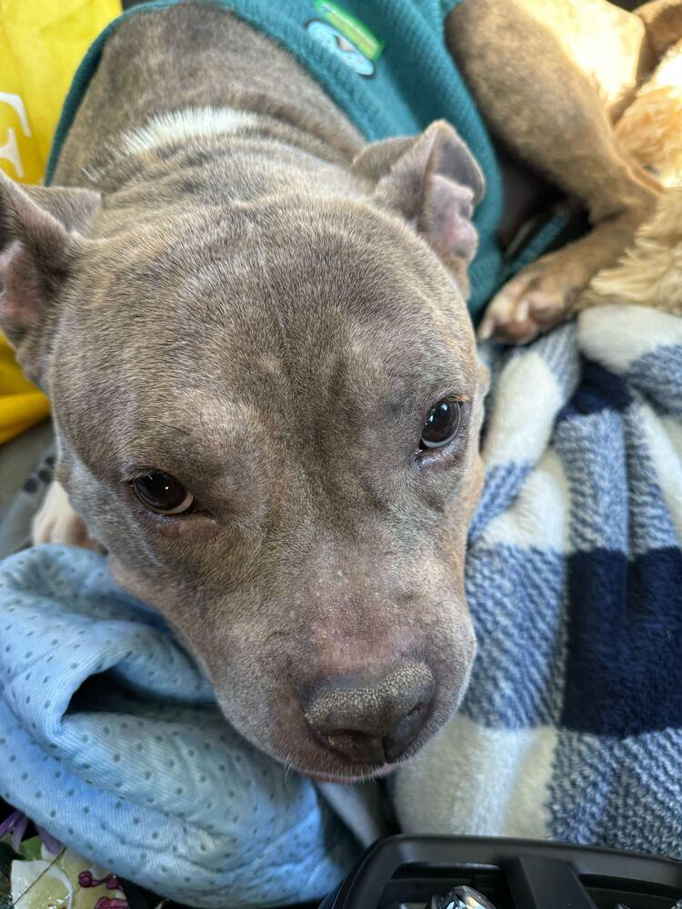 Stormi, Adoptable, Adult Female Mixed Breed.