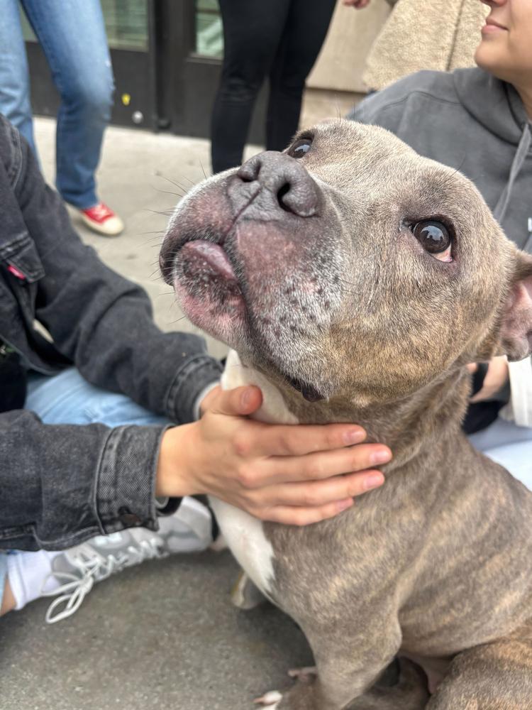 Enlarge Stormi, a Adoptable mixed breed in New York, NY image 2/6