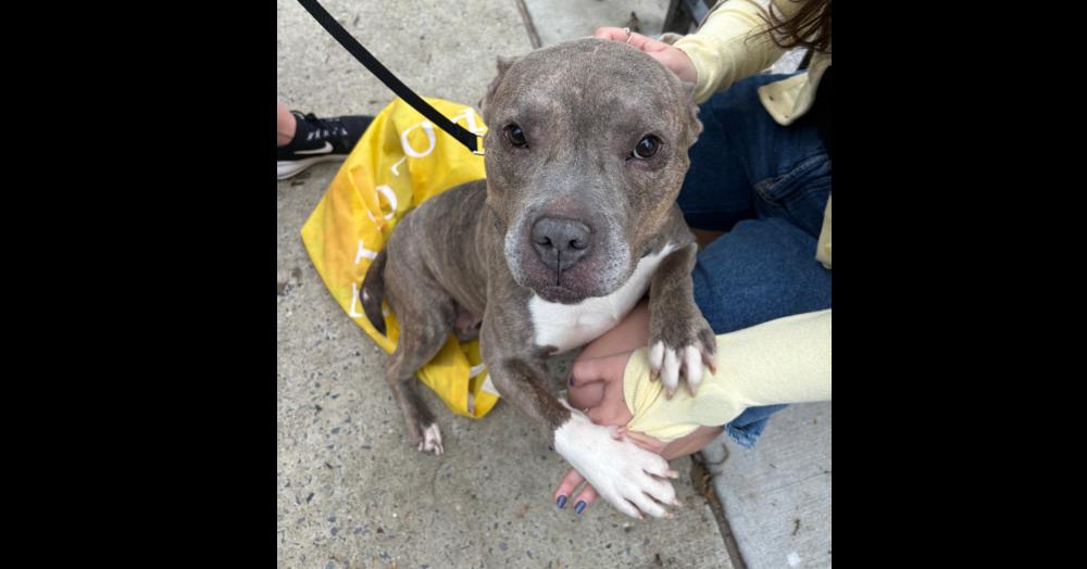 Enlarge Stormi, a Adoptable mixed breed in New York, NY image 3/6