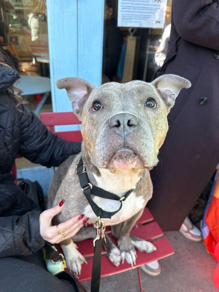 Enlarge Stormi, a Adoptable mixed breed in New York, NY image 4/6