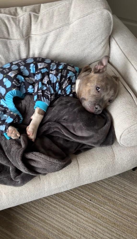 Enlarge Stormi, a Adoptable mixed breed in New York, NY image 5/6