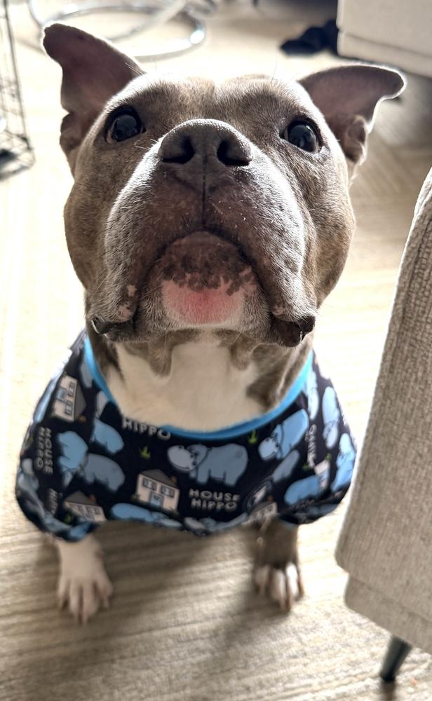 Enlarge Stormi, a Adoptable mixed breed in New York, NY image 6/6