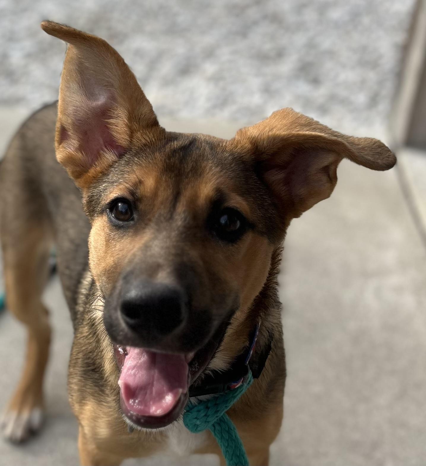 Zoey, adopted, Puppy Female German Shepherd Dog & Australian Cattle Dog / Blue Heeler.