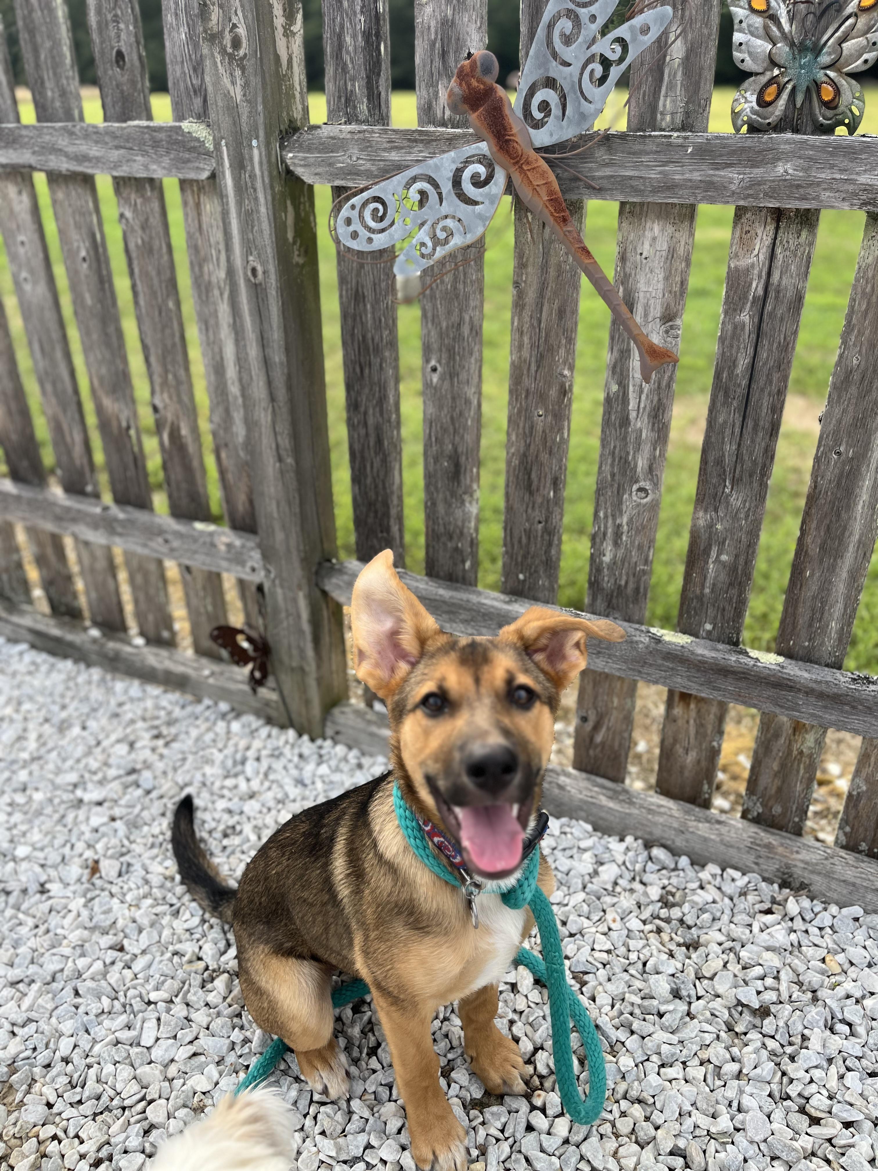 Enlarge Zoey, an adopted mixed breed in Egg Harbor City, NJ image 3/5
