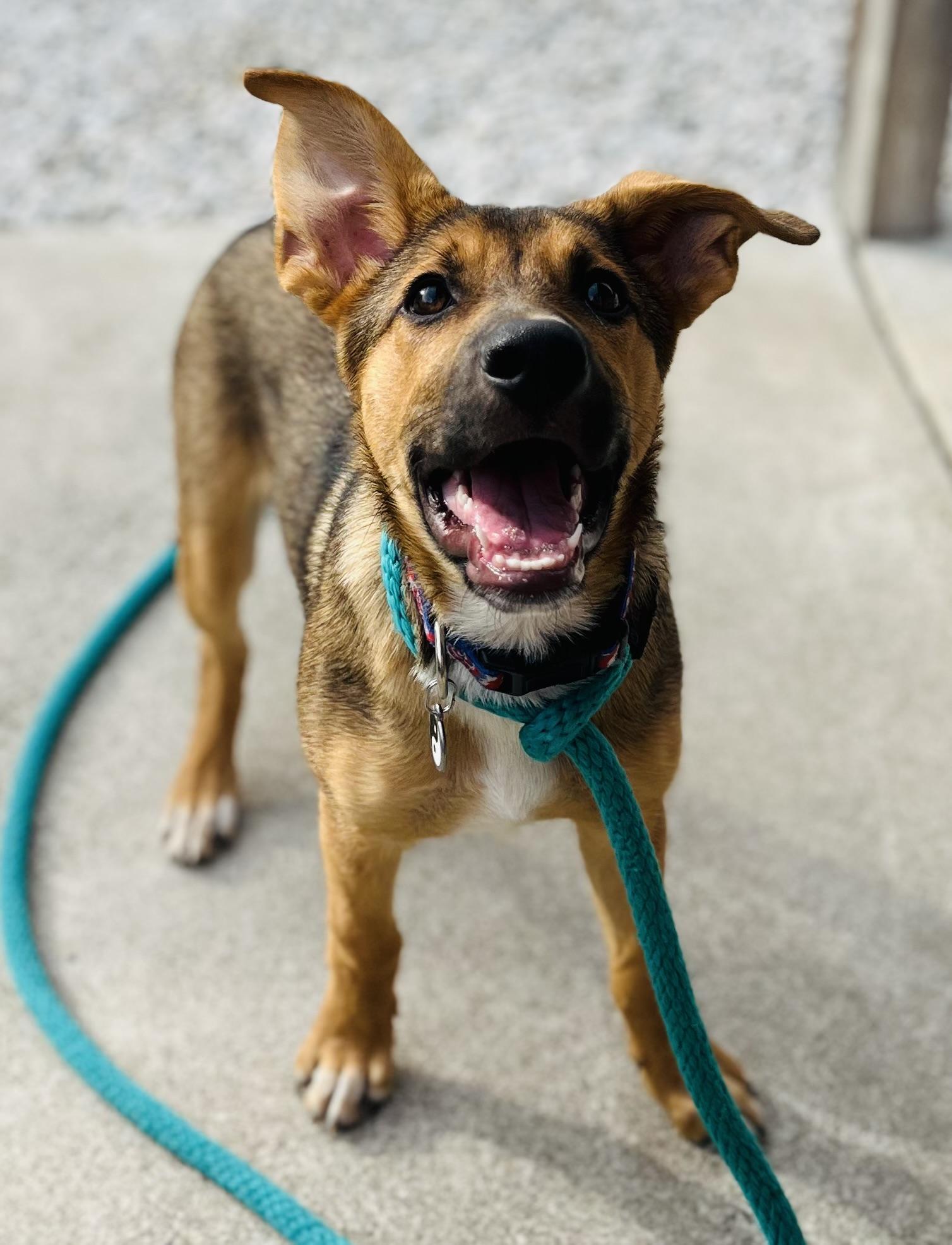 Enlarge Zoey, an adopted mixed breed in Egg Harbor City, NJ image 4/5
