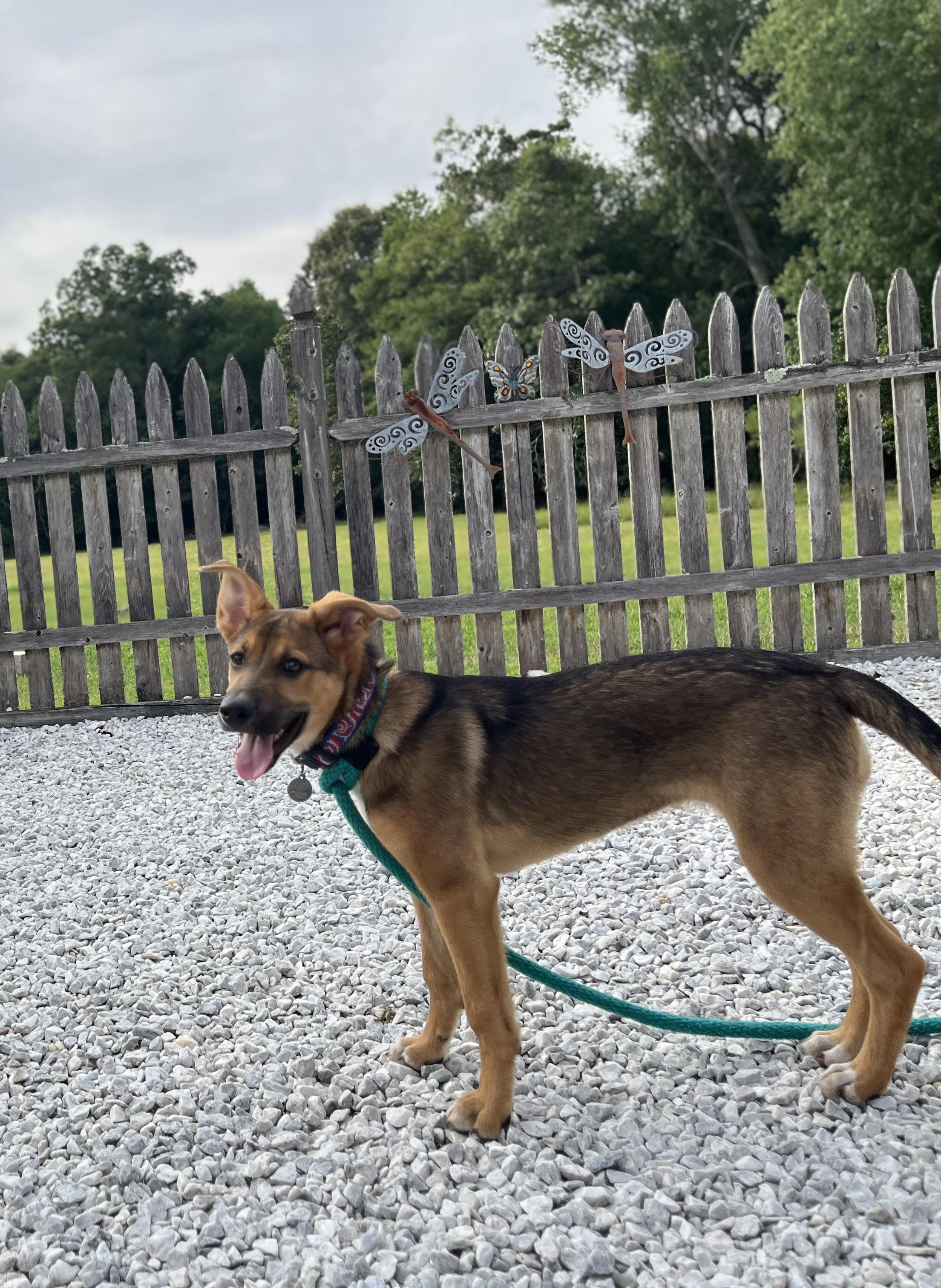 Enlarge Zoey, an adopted mixed breed in Egg Harbor City, NJ image 2/5