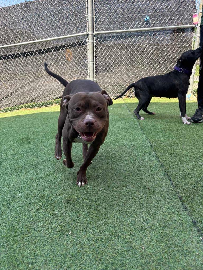 Enlarge Starfire, a Adoptable mixed breed in New Kensington, PA image 2/6