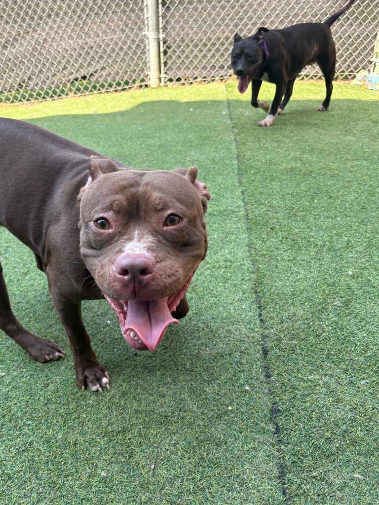 Enlarge Starfire, a Adoptable mixed breed in New Kensington, PA image 3/6