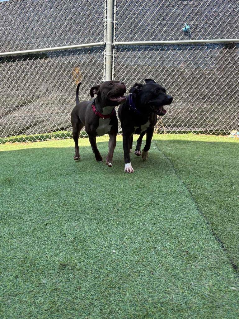 Enlarge Starfire, a Adoptable mixed breed in New Kensington, PA image 5/6