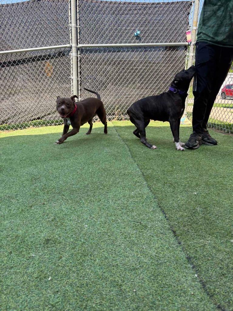 Enlarge Starfire, a Adoptable mixed breed in New Kensington, PA image 6/6