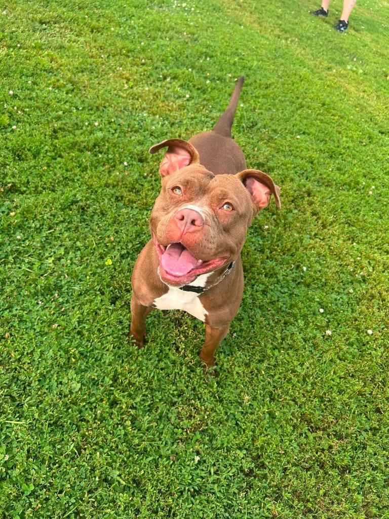 Enlarge Starfire, a Adoptable mixed breed in New Kensington, PA image 6/6