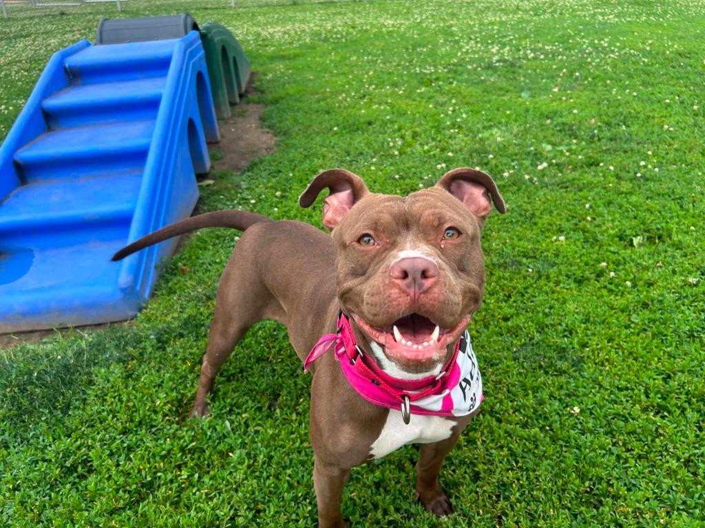 Starfire, a Adoptable mixed breed in New Kensington, PA image 6/6
