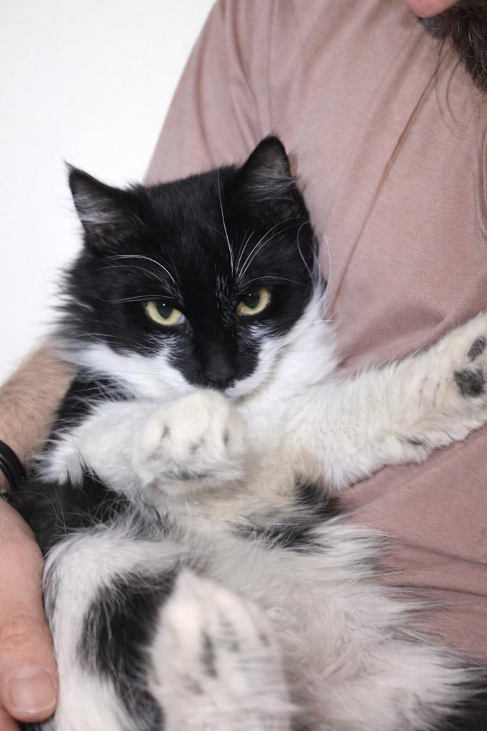 Astro, Adoptable, Young Male Domestic Long Hair.