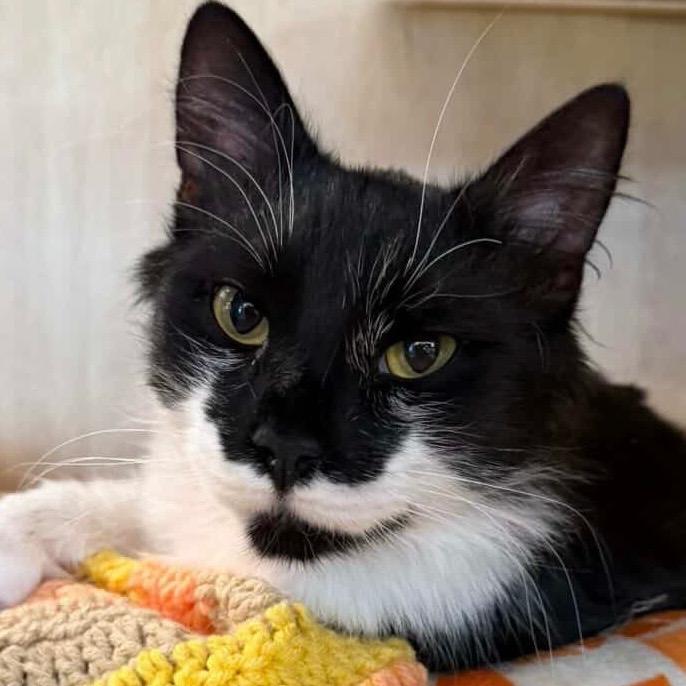 Enlarge Astro, a Adoptable mixed breed in New York, NY image 2/6