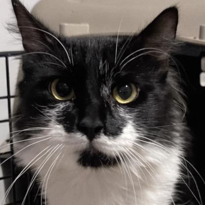 Enlarge Astro, a Adoptable mixed breed in New York, NY image 5/6