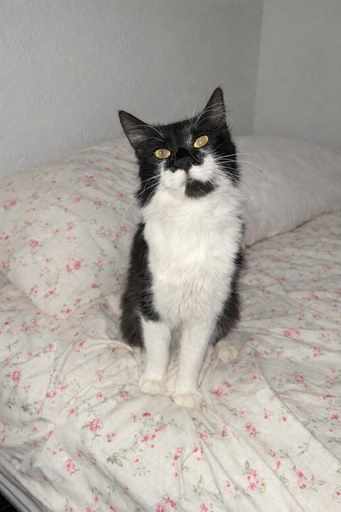 Enlarge Astro, a Adoptable mixed breed in New York, NY image 6/6