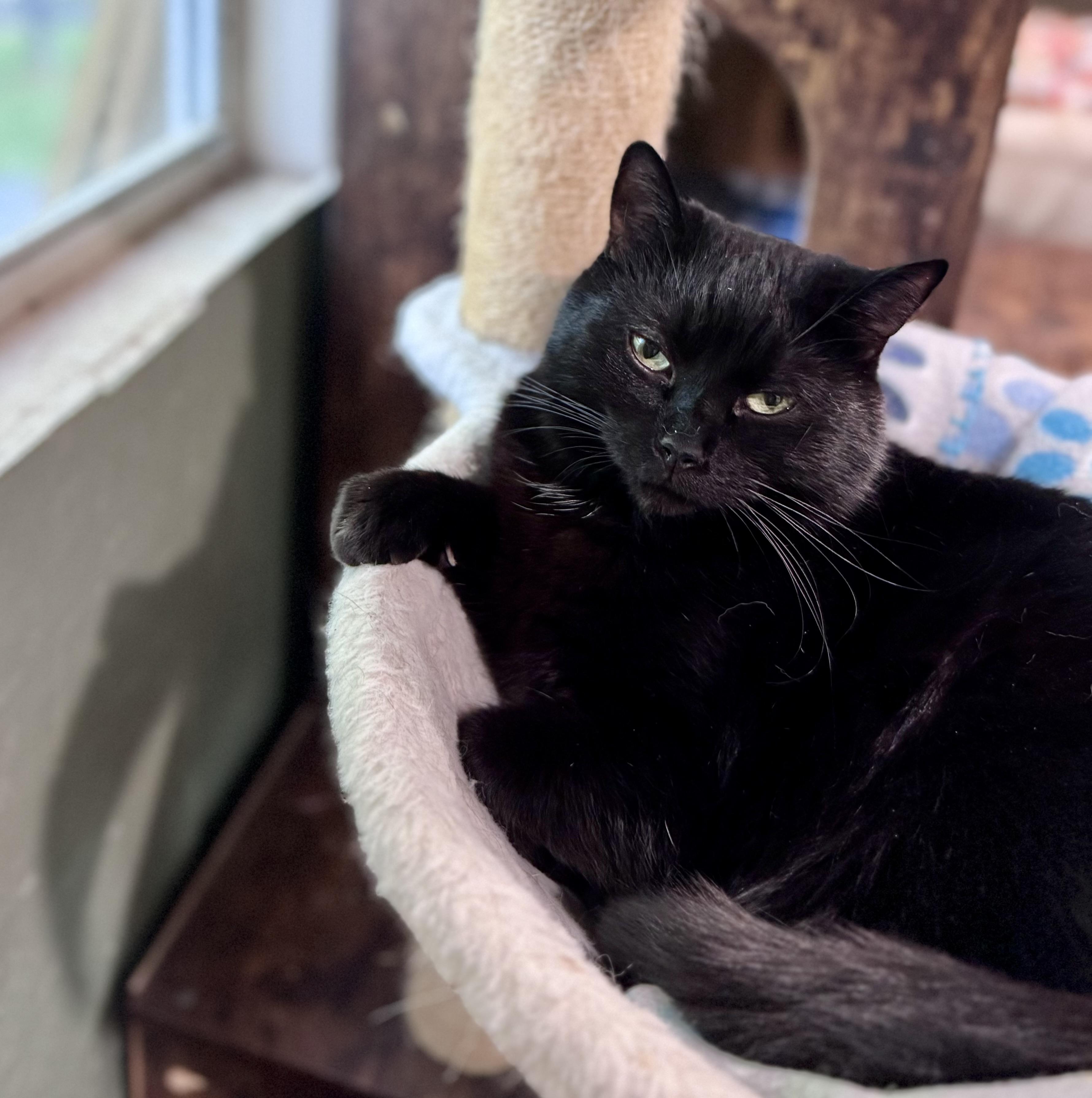 Stella, a ADOPTABLE Domestic Short Hair in Rixeyville, VA image 2/3