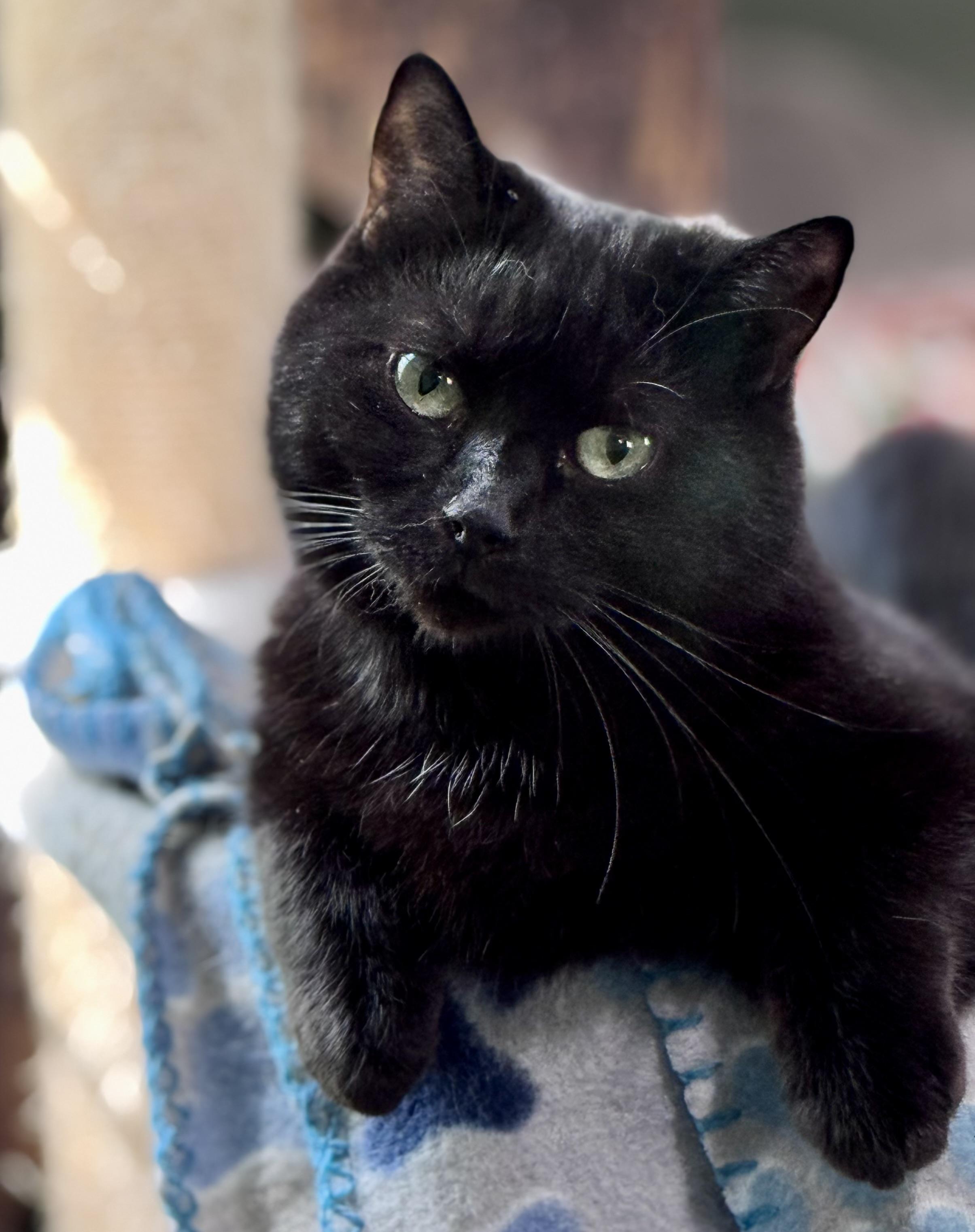 Stella, a ADOPTABLE Domestic Short Hair in Rixeyville, VA image 1/3