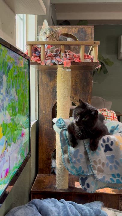 Enlarge Stella, a ADOPTABLE Domestic Short Hair in Rixeyville, VA video 3/3
