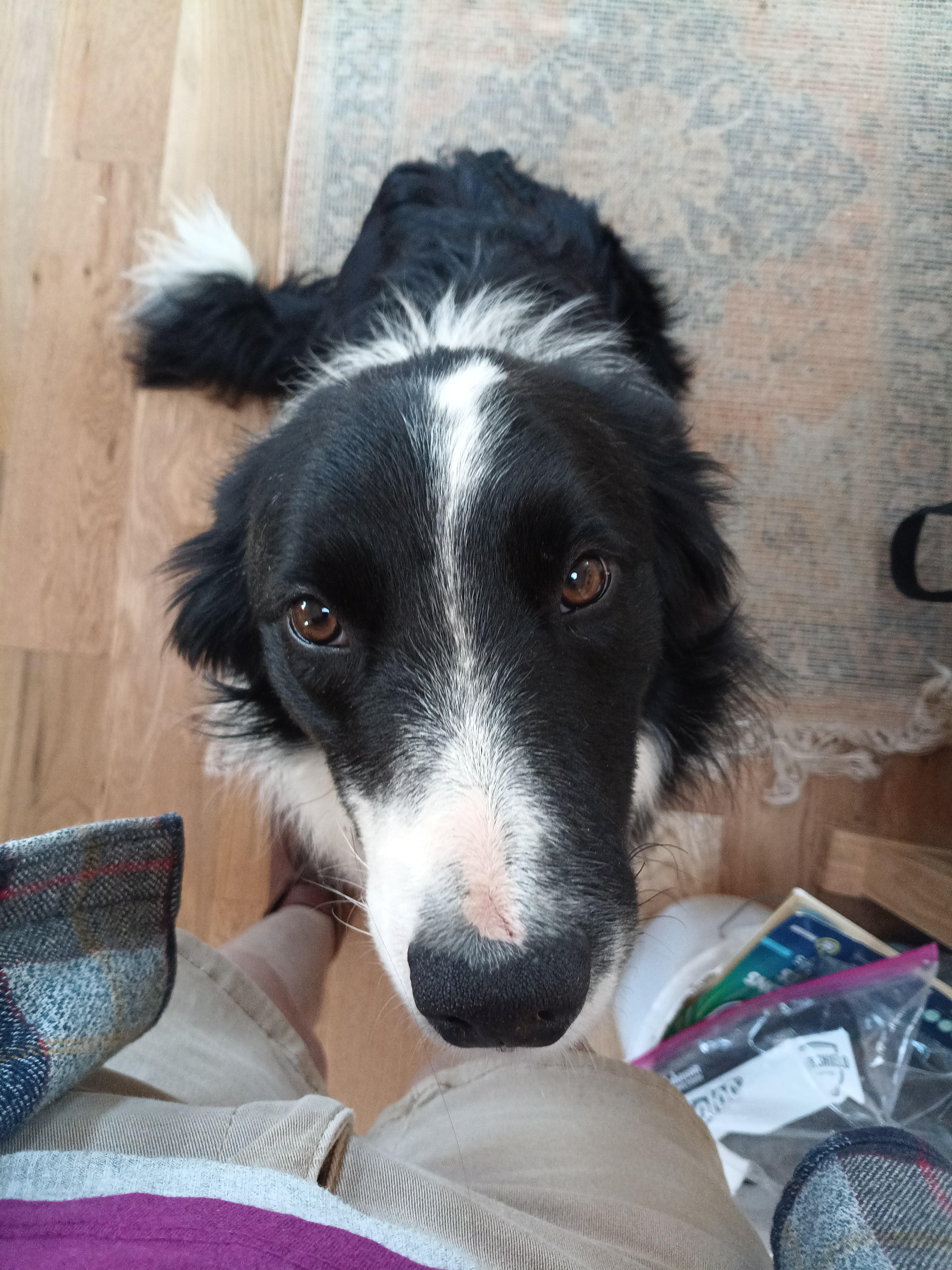 Leo - Courtesy Post, ADOPTABLE, Young Male Border Collie.