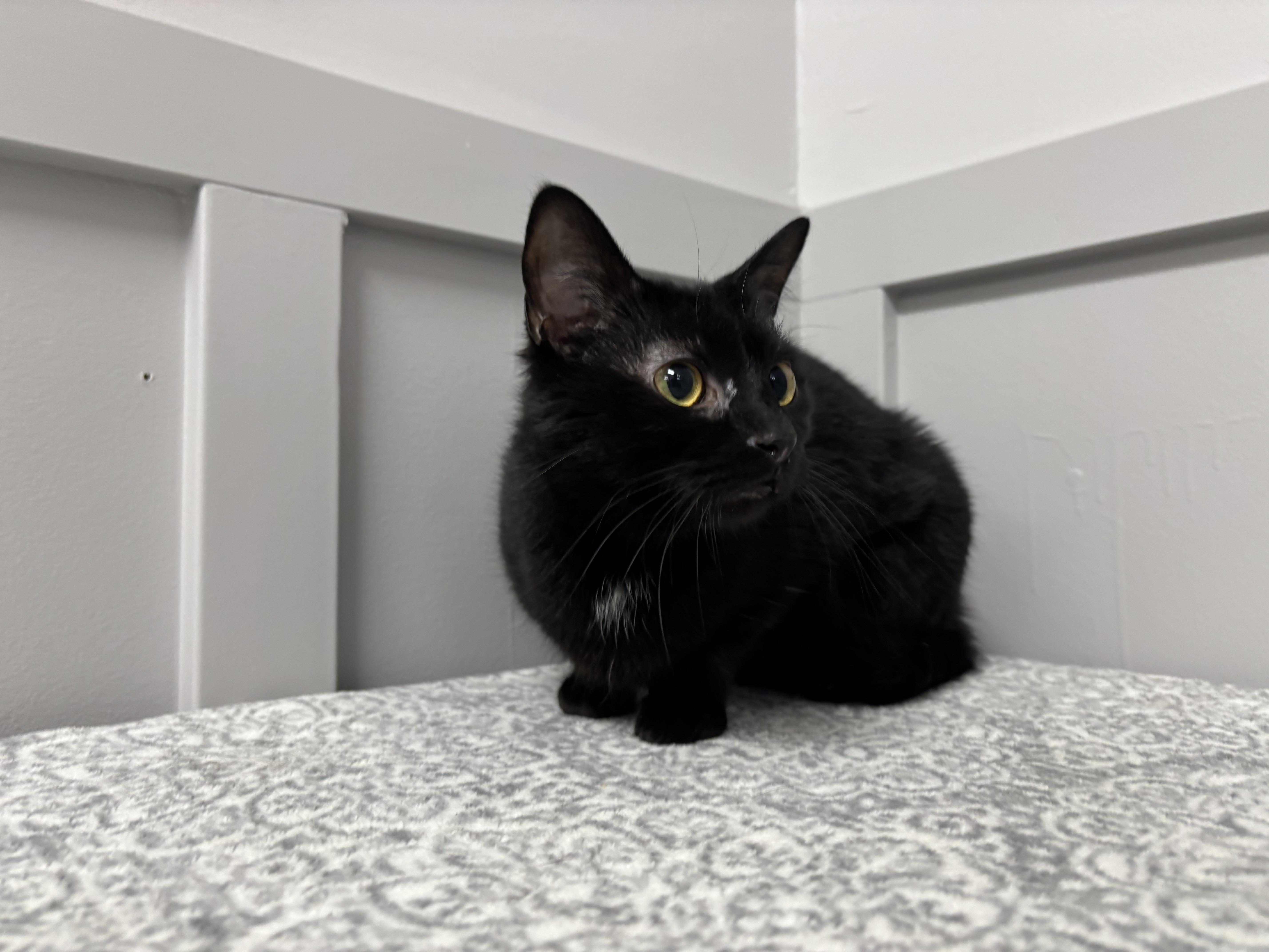 Enlarge Willow, a Adoptable Domestic Short Hair in Frankfort, IN image 1/4