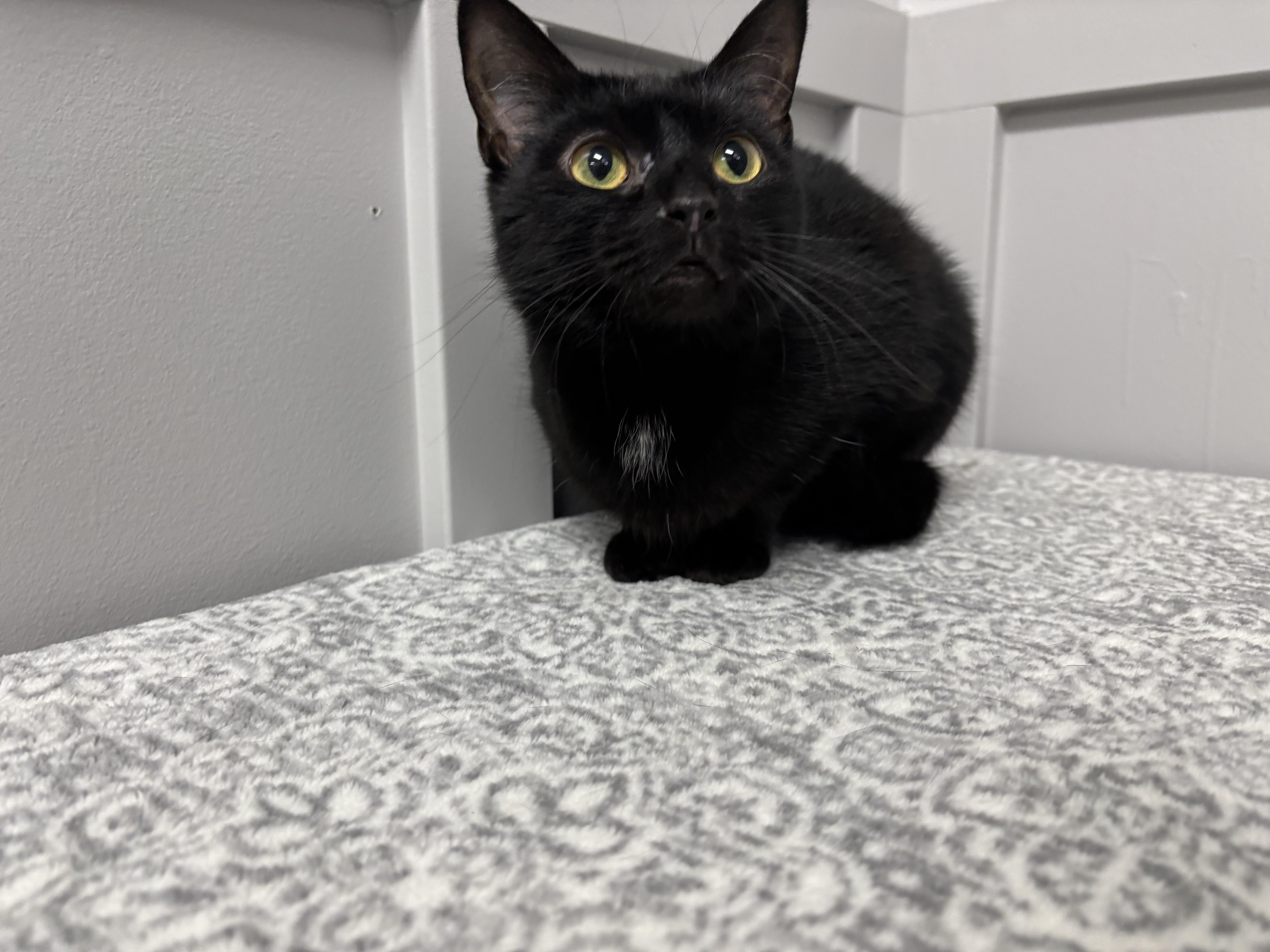 Enlarge Willow, a Adoptable Domestic Short Hair in Frankfort, IN image 2/4