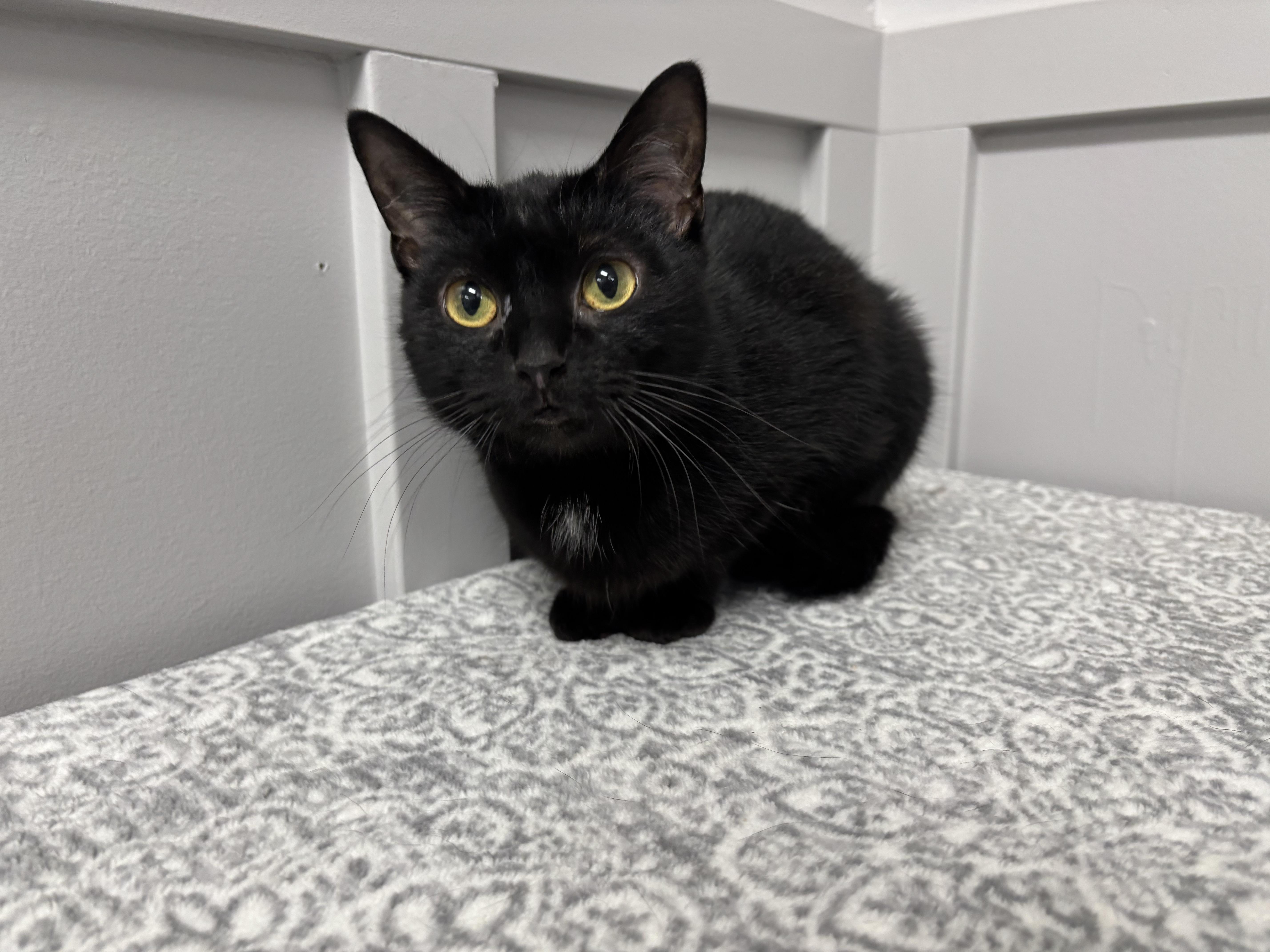 Enlarge Willow, a Adoptable Domestic Short Hair in Frankfort, IN image 3/4