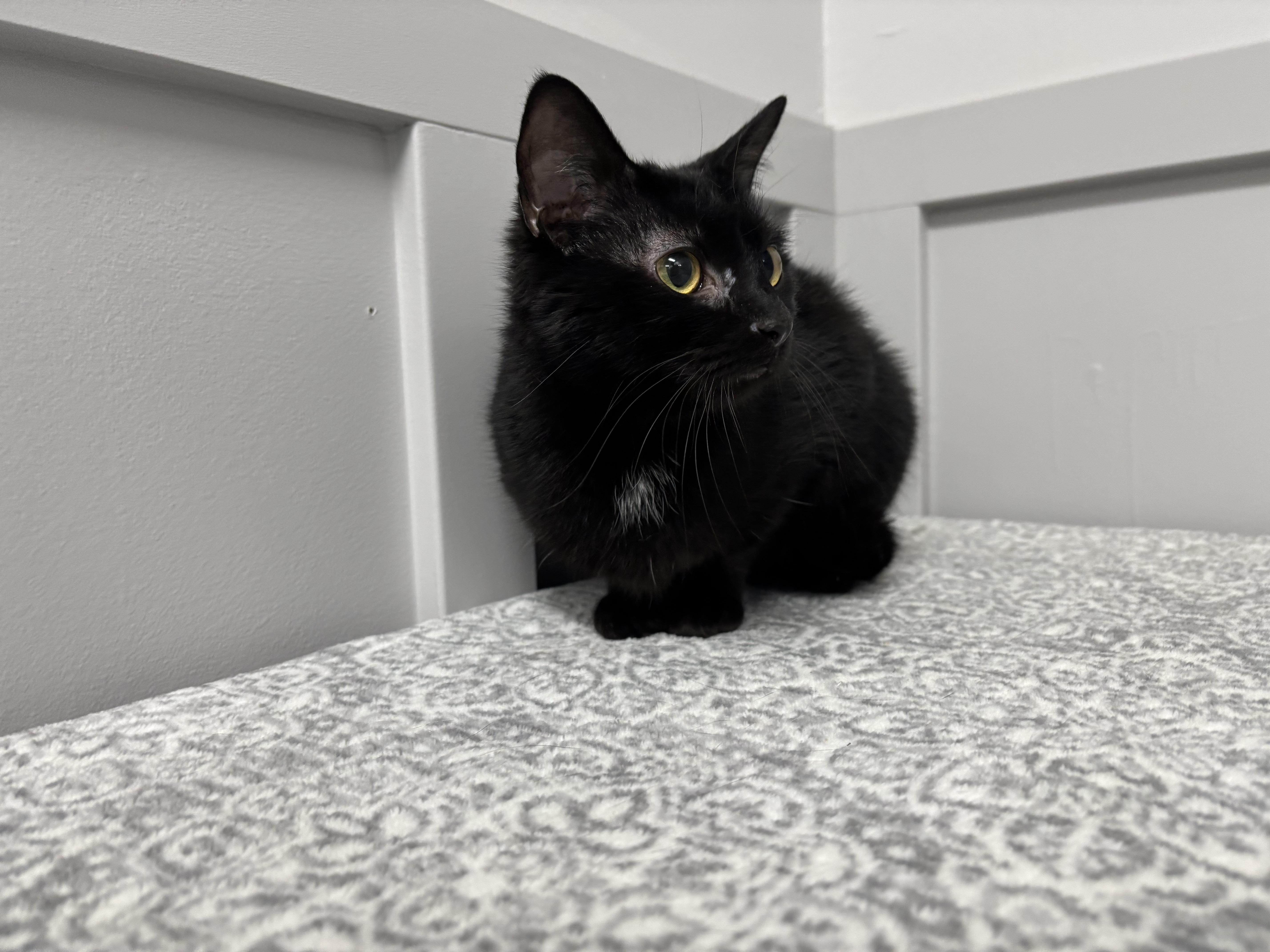 Enlarge Willow, a Adoptable Domestic Short Hair in Frankfort, IN image 4/4