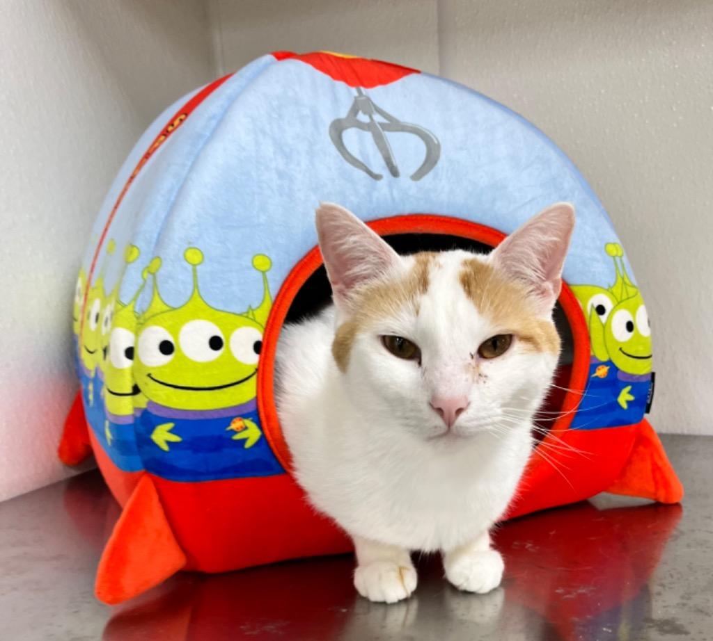 Enlarge Ricky, a Adoptable mixed breed in Shorewood, IL image 3/6