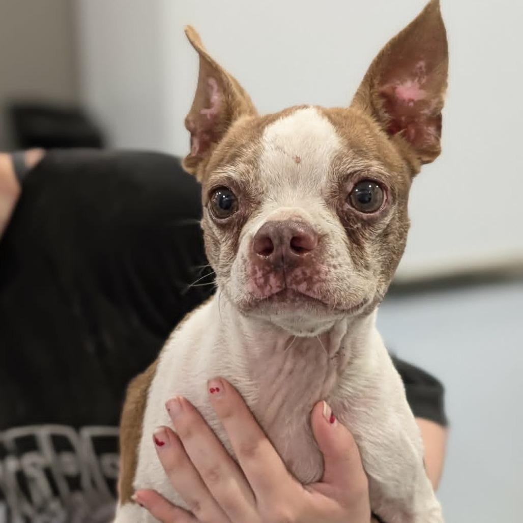 Maggie, Adoptable, Adult Female Boston Terrier.