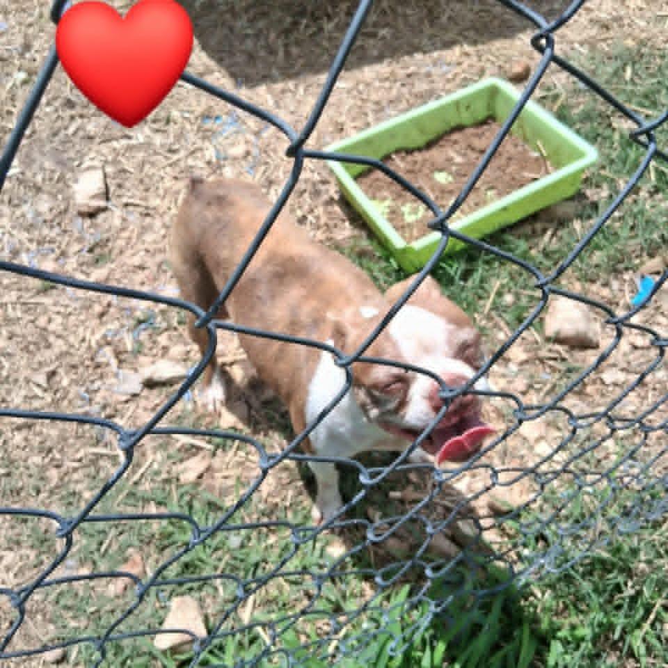 Maggie, a Adoptable Boston Terrier in CHANUTE, KS image 2/2