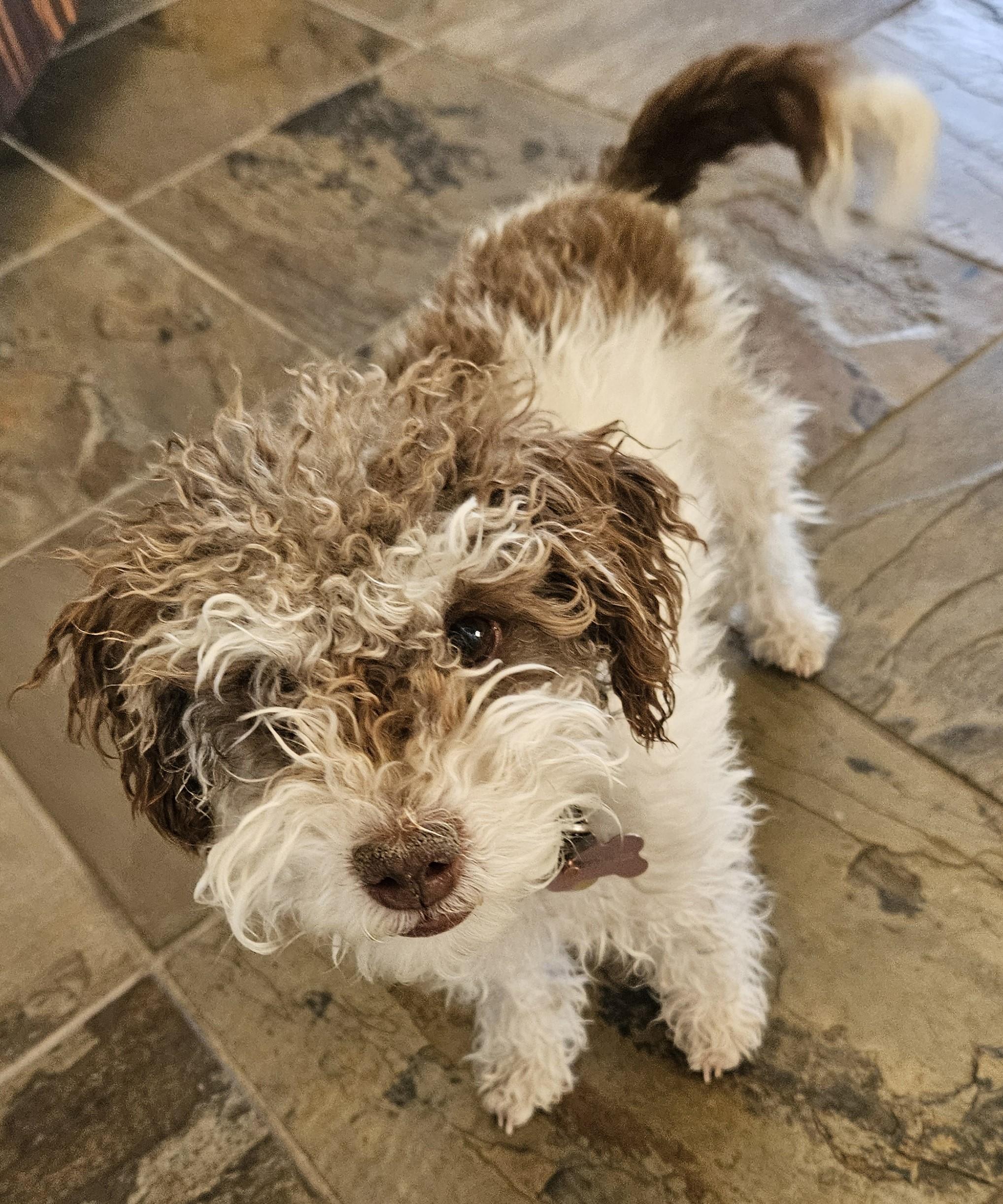 Enlarge Coco, an adopted mixed breed in Las Vegas, NV image 2/2