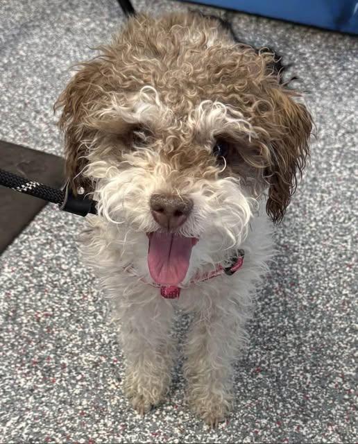 Coco, adopted, Puppy Female Miniature Poodle & Miniature Schnauzer.