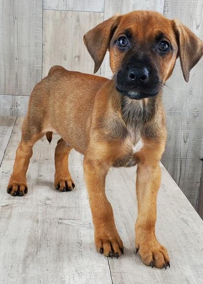 Enlarge Blake, an adoptable mixed breed in Winter, WI image 1/1