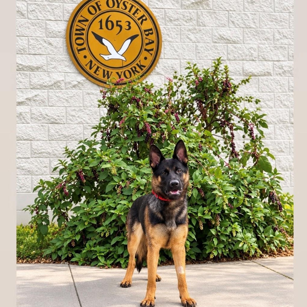 Enlarge Victoria, a Adoptable German Shepherd Dog in Syosset, NY image 1/1