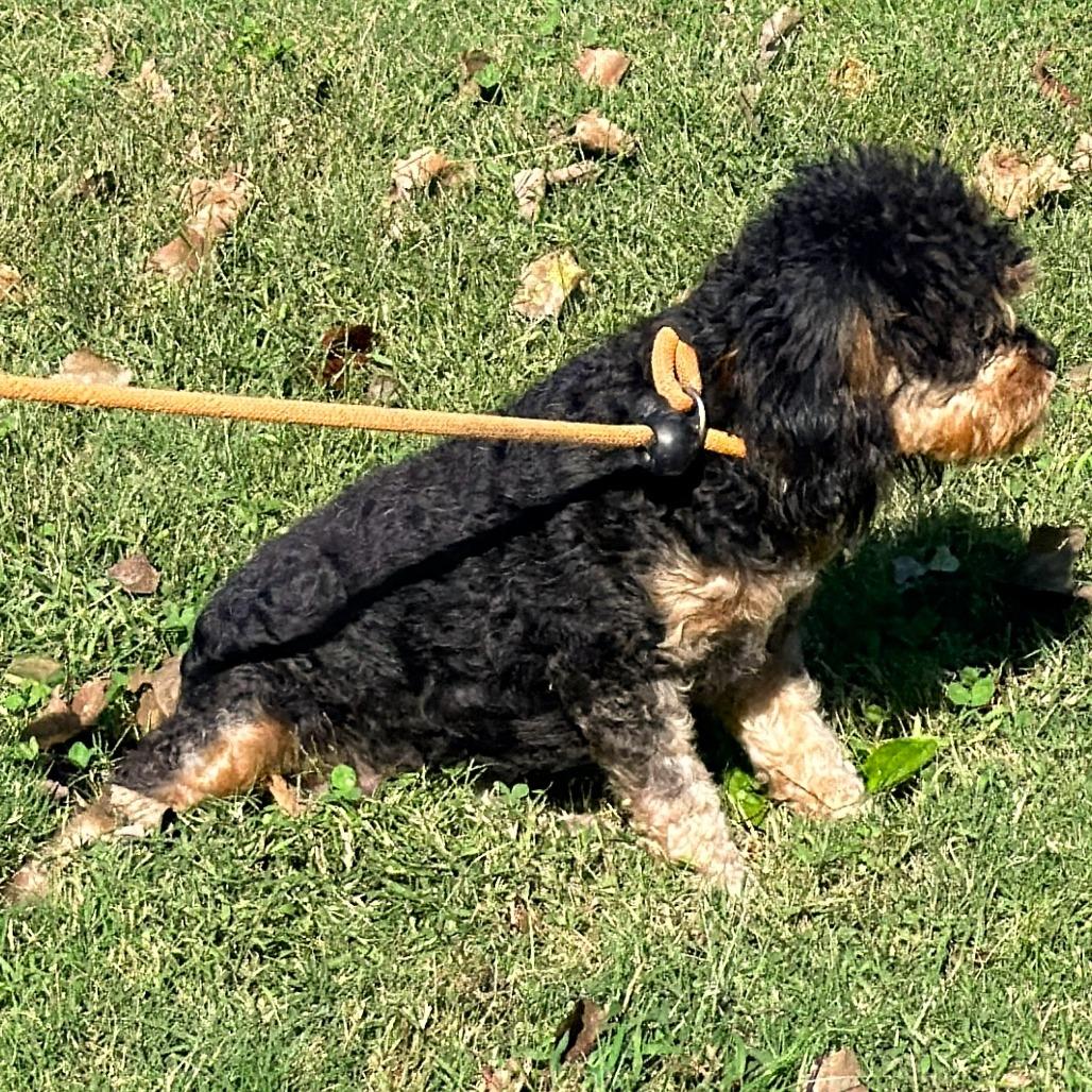 Libby, Adoptable, Young Female Cavalier King Charles Spaniel & Miniature Poodle.