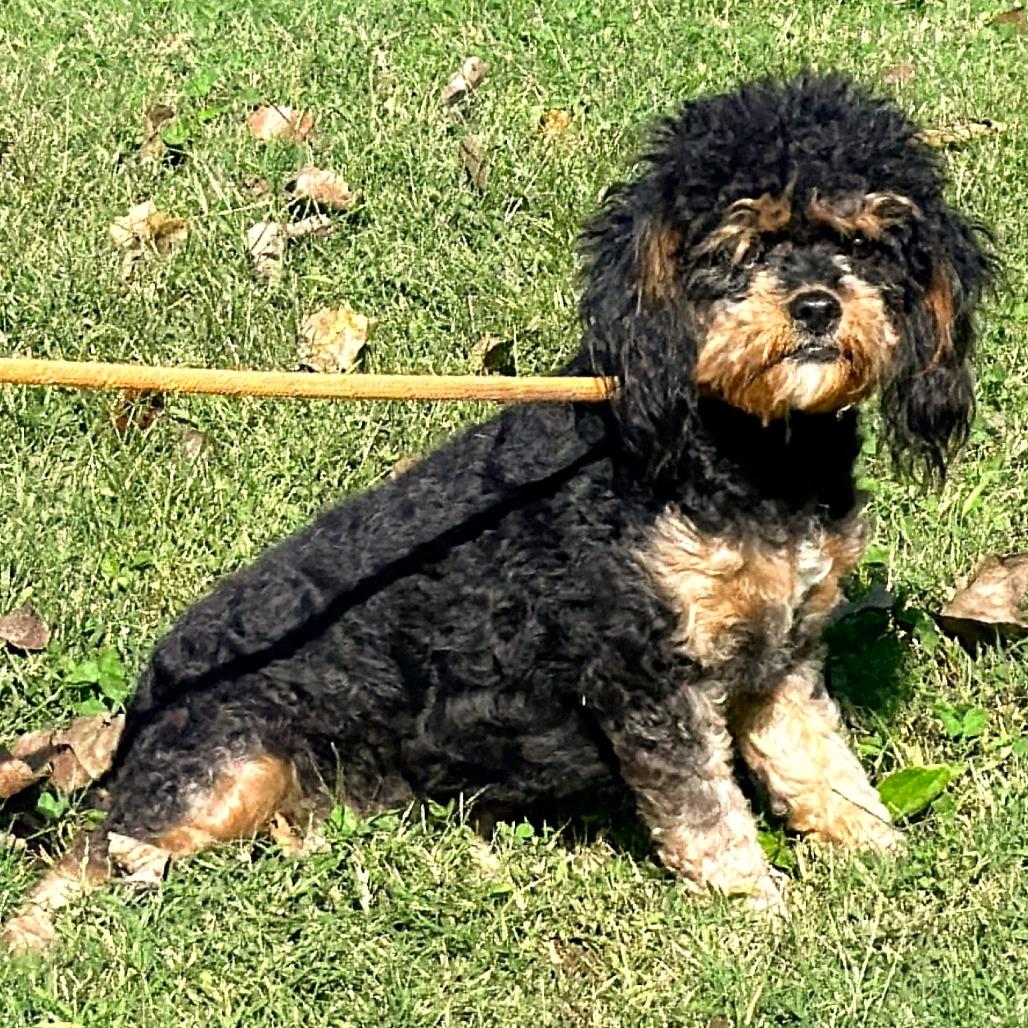 Enlarge Libby, a Adoptable mixed breed in Warrensburg, MO image 2/4