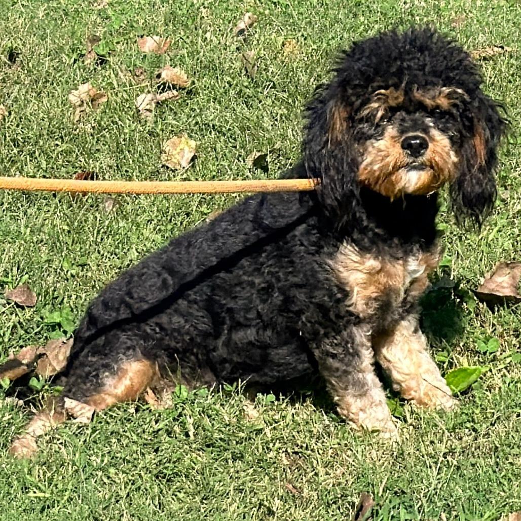 Enlarge Libby, a Adoptable mixed breed in Warrensburg, MO image 3/4