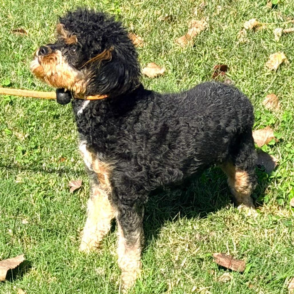 Enlarge Libby, a Adoptable mixed breed in Warrensburg, MO image 4/4