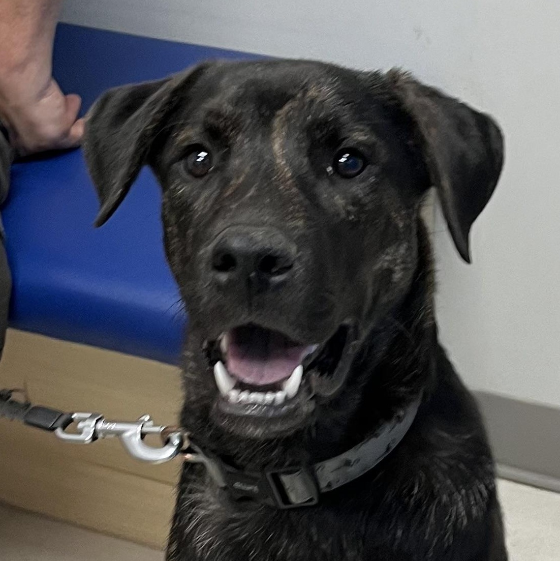 Dawson - the perfect pup, a ADOPTABLE mixed breed in Richmond Hill, ON image 1/6