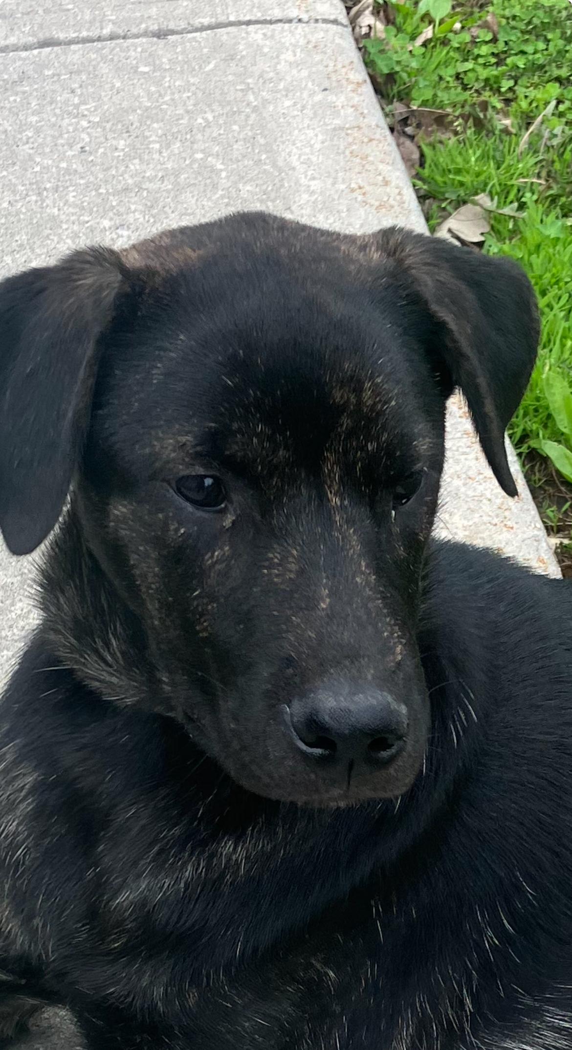 Dawson , ADOPTABLE, Puppy Male Black Labrador Retriever & Dutch Shepherd.