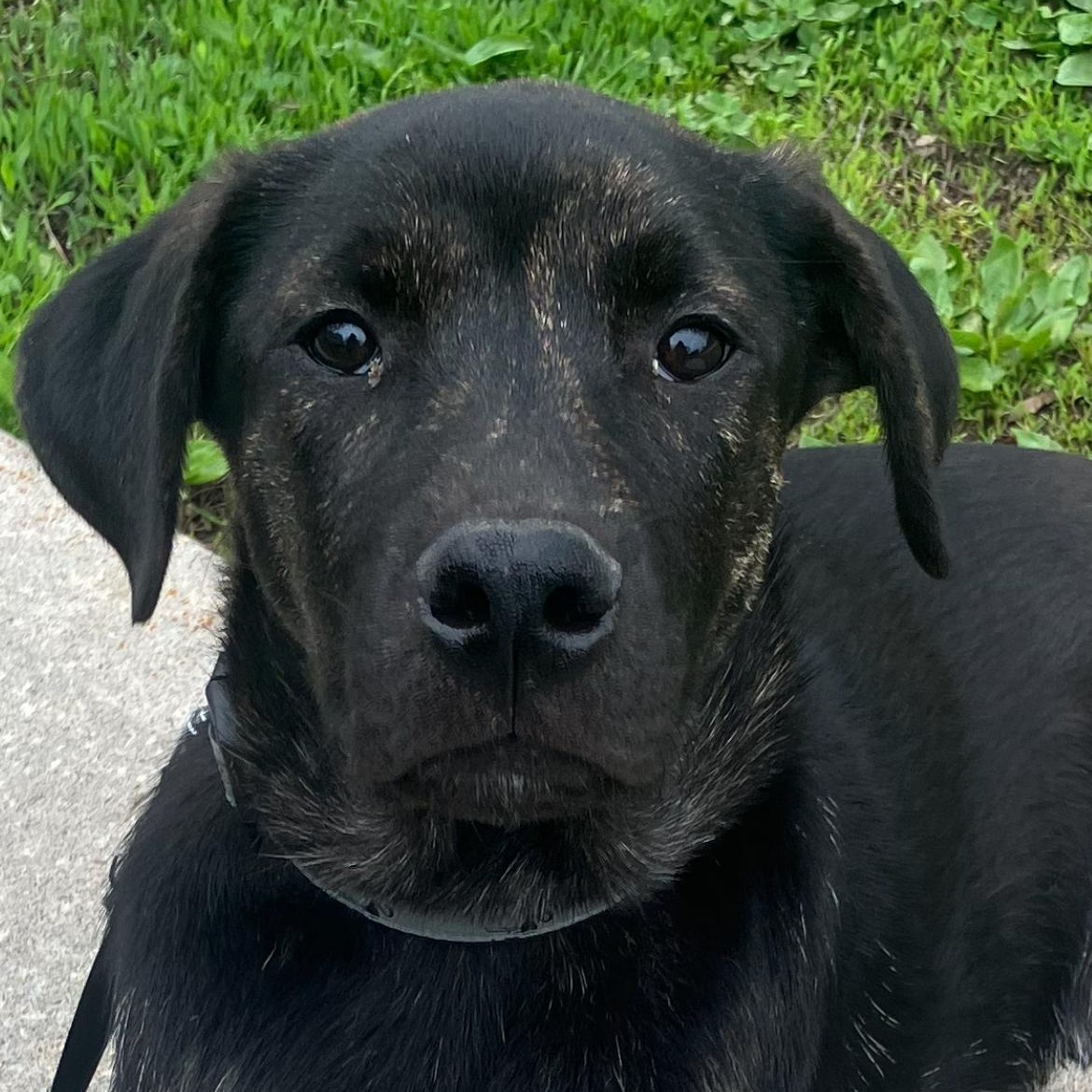 Dawson - the perfect pup, a ADOPTABLE mixed breed in Richmond Hill, ON image 3/6