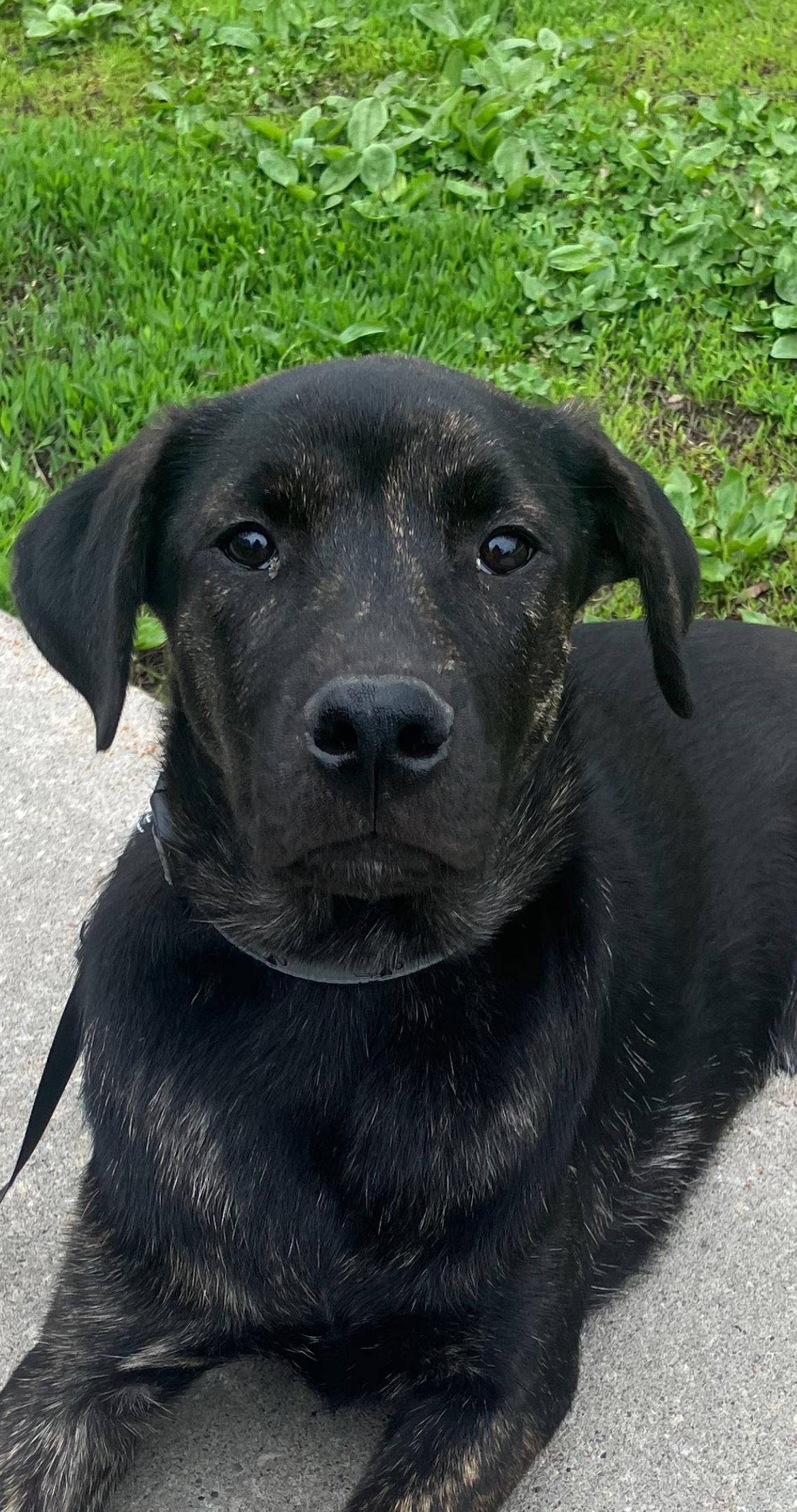 Dawson , a ADOPTABLE mixed breed in Richmond Hill, ON image 2/2