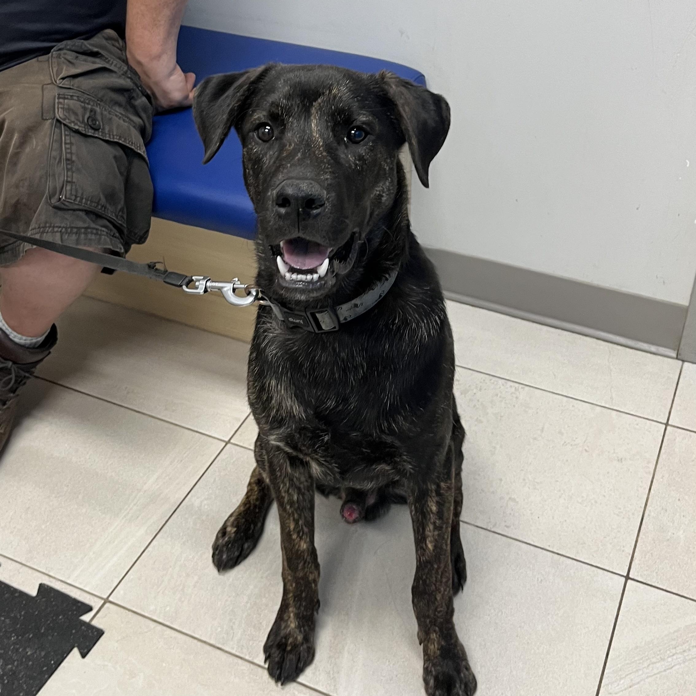 Dawson - the perfect pup, a ADOPTABLE mixed breed in Richmond Hill, ON image 6/6