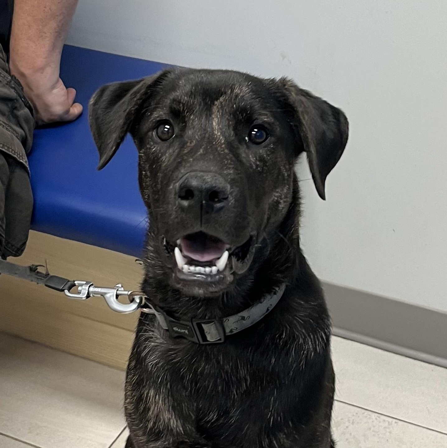 Dawson - the perfect pup, a ADOPTABLE mixed breed in Richmond Hill, ON image 4/6