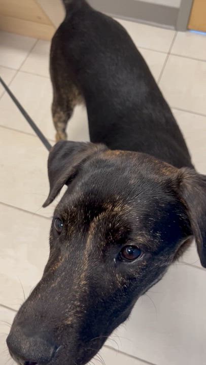Enlarge Dawson - the perfect pup, a ADOPTABLE mixed breed in Richmond Hill, ON video 5/6