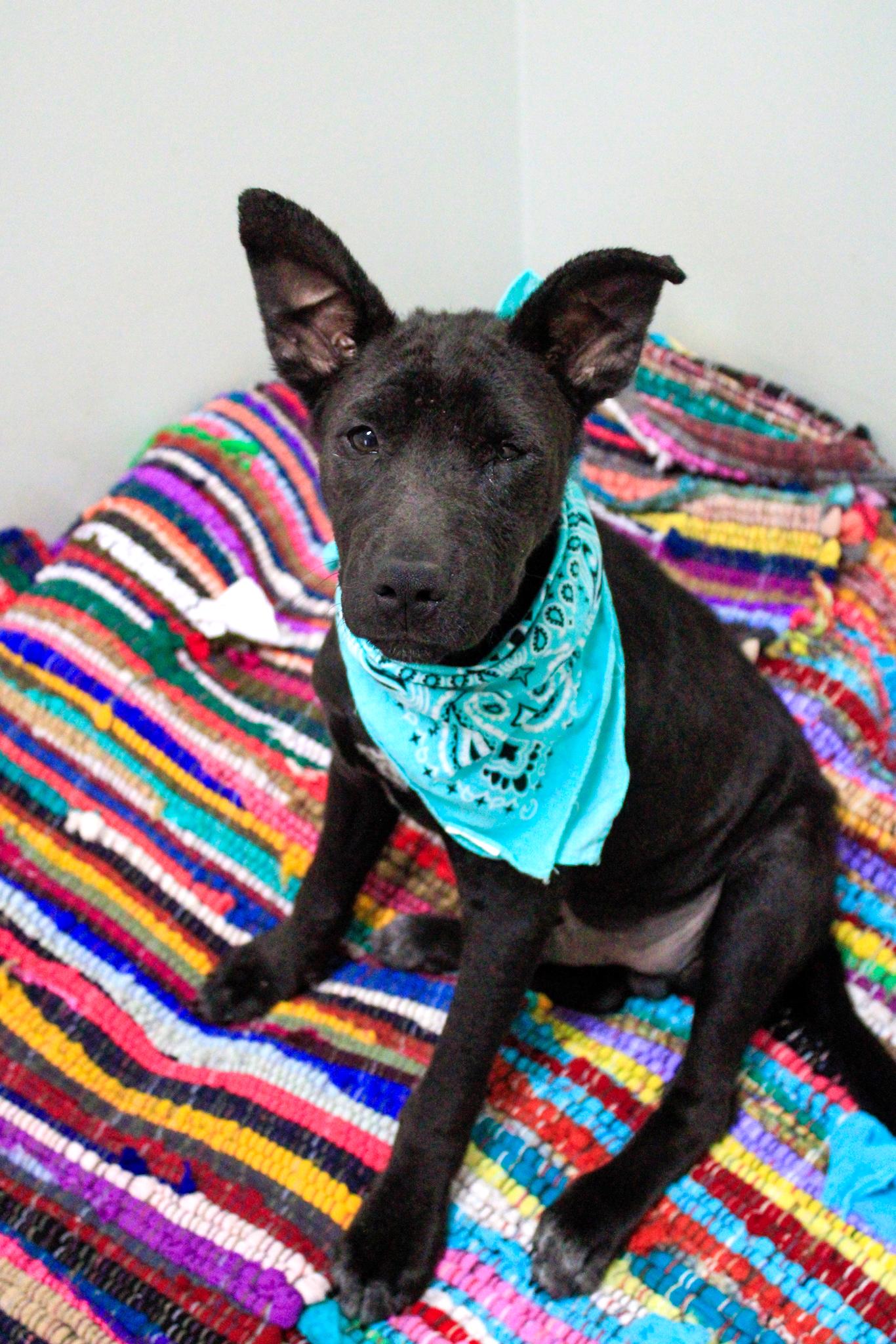 Dylan, Young Male German Shepherd Dog