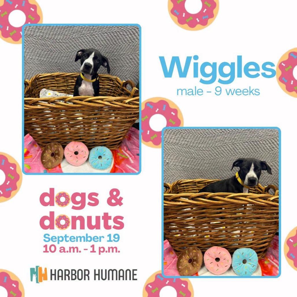 Enlarge Wiggles, a Adoptable Mixed Breed in West Olive, MI image 2/6
