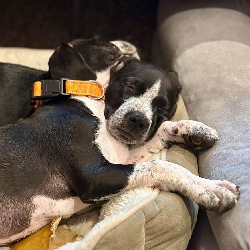 Enlarge Wiggles, a Adoptable Mixed Breed in West Olive, MI image 3/6